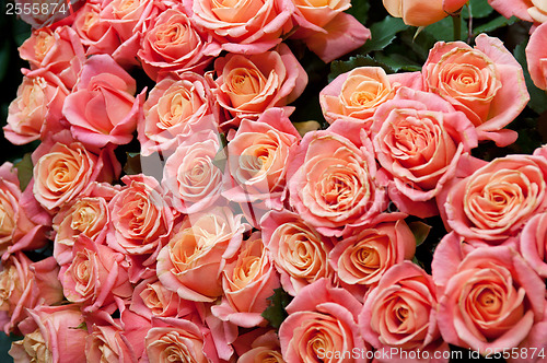 Image of roses background