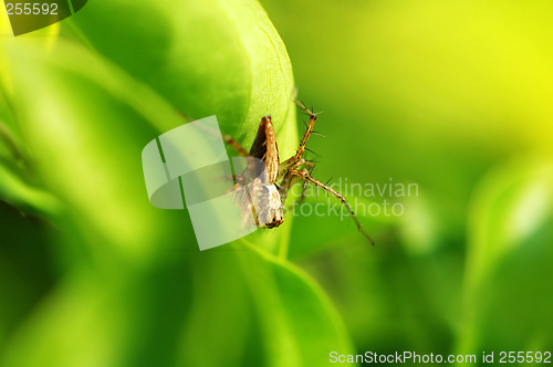 Image of Hiding lynx spider