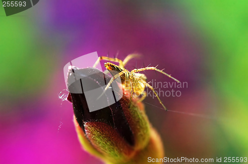 Image of Lynx spider and (flower) bud