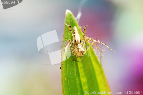 Image of Lynx spider on leaf tip