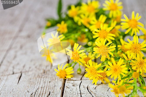 Image of wild yellow flowers 