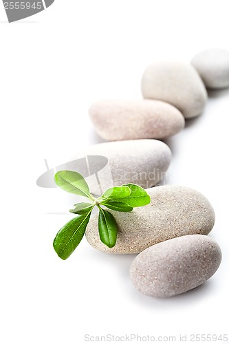 Image of green leaf and stones