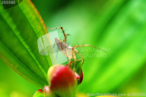 Image of Lynx spider and flower