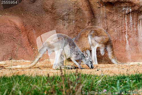 Image of two Kangaroos