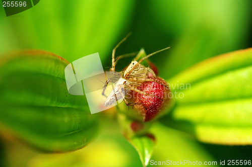 Image of Lynx spider with floret