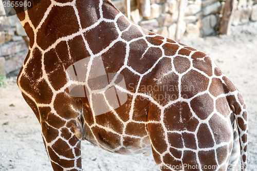 Image of Giraffe Skin Texture