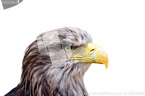 Image of isolated Big Sea Eagle (Haliaeetus albicill) looking ahead