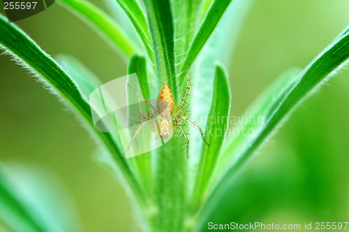 Image of Lynx spider on plant