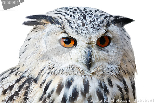 Image of isolated eagle owl with his big and beautiful oranges eyes