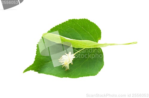 Image of Green leaf