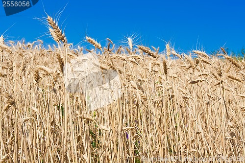 Image of Wheat field