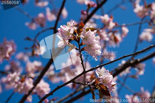 Image of Cherry blossom