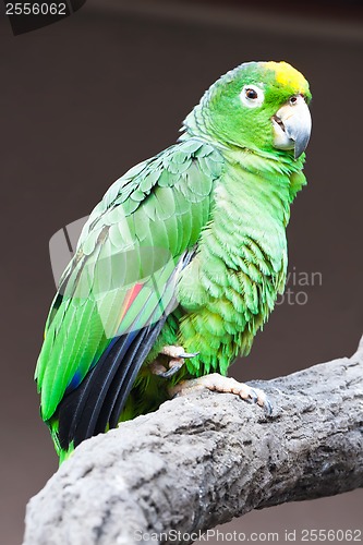 Image of Parrot