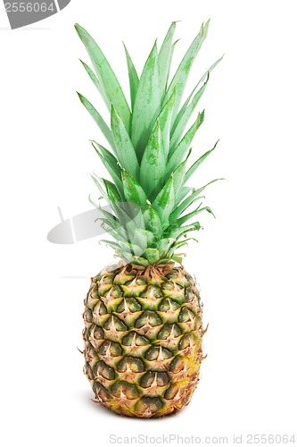 Image of Pineapple