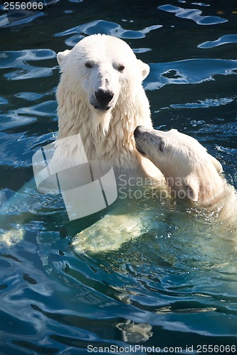 Image of Polar bear