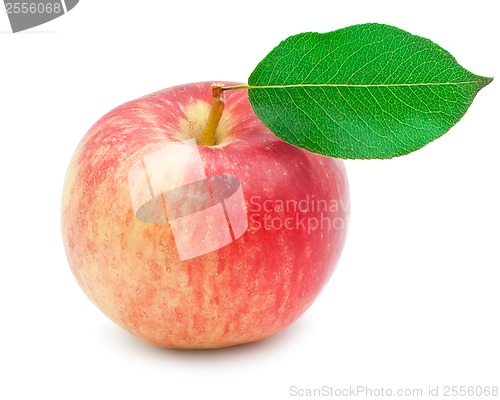Image of Apple