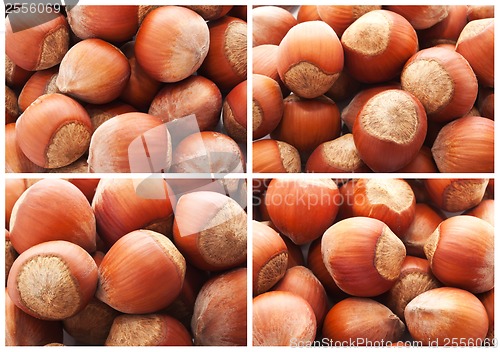 Image of Hazelnuts or filbert nuts