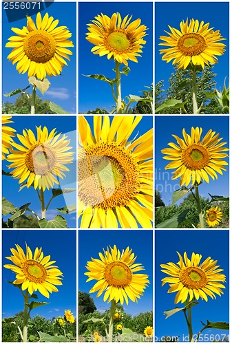 Image of Sunflowers