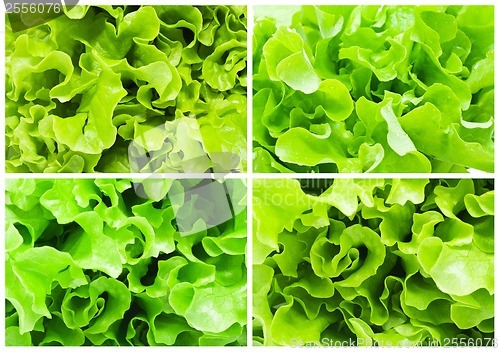Image of Lettuce