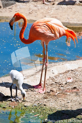 Image of Flamingo