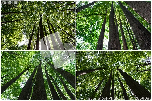 Image of Green forest
