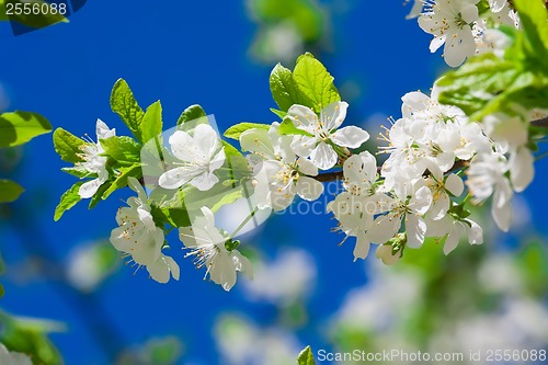 Image of Apple flowers
