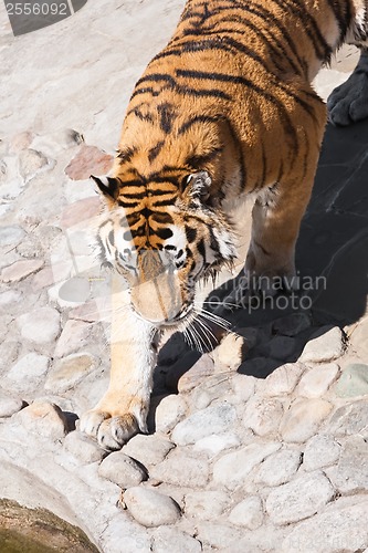 Image of Tiger