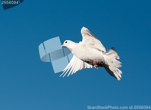 Image of White pigeon