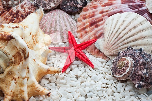 Image of Seashells