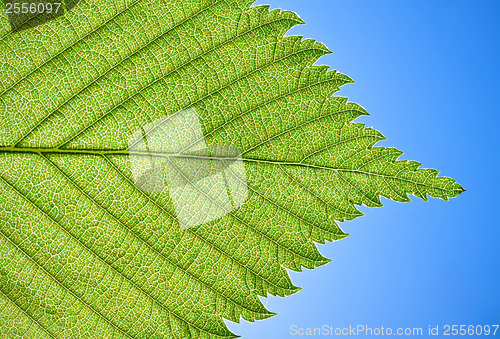 Image of Green leaf