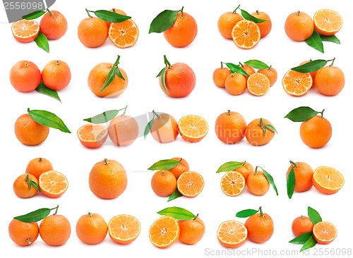 Image of Mandarins