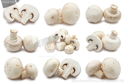 Image of Champignons