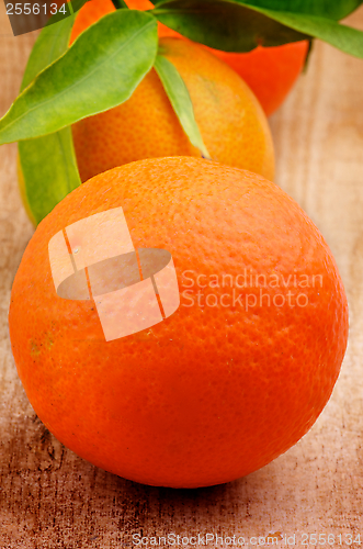 Image of Tangerines