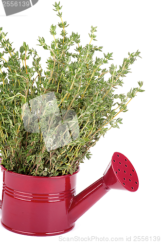 Image of Thyme