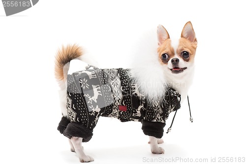 Image of Funny dog wearing wearing winter outfit