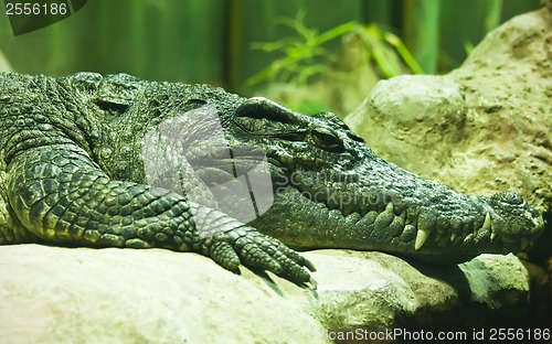 Image of Crocodile