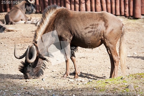 Image of Wildebeest