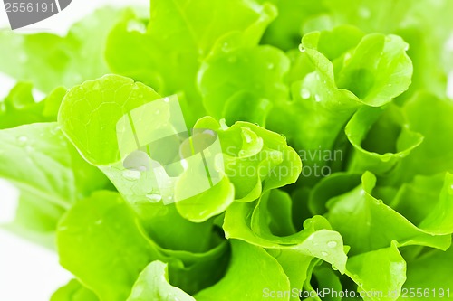 Image of Lettuce