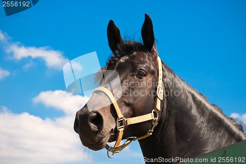 Image of Horse