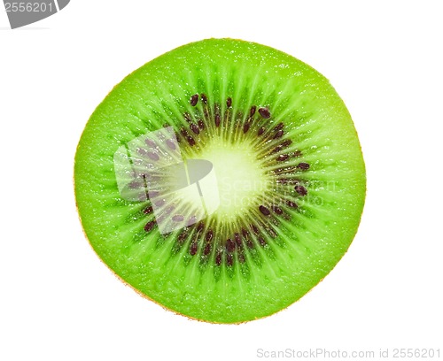 Image of Kiwi