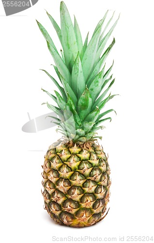 Image of Pineapple