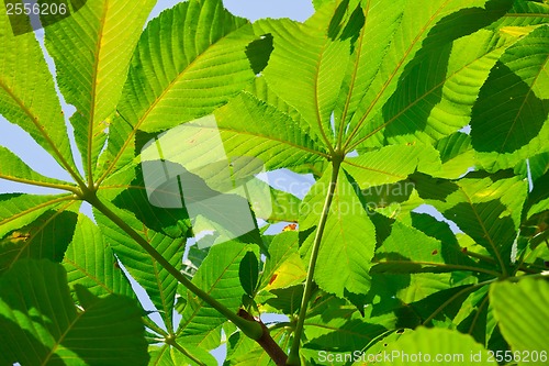 Image of Leaves background