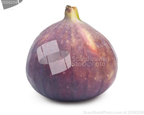 Image of Fig