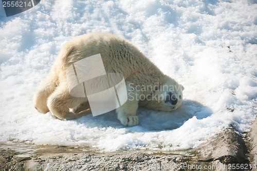 Image of Polar bear