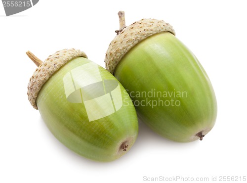 Image of Acorn