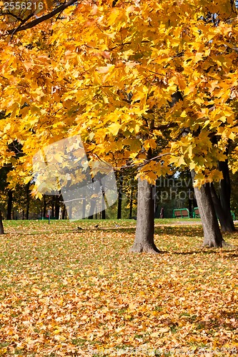 Image of Autumn