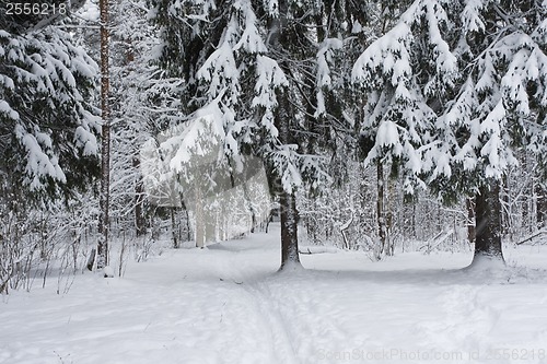 Image of Winter forest