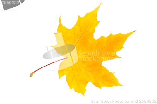 Image of Maple leaf