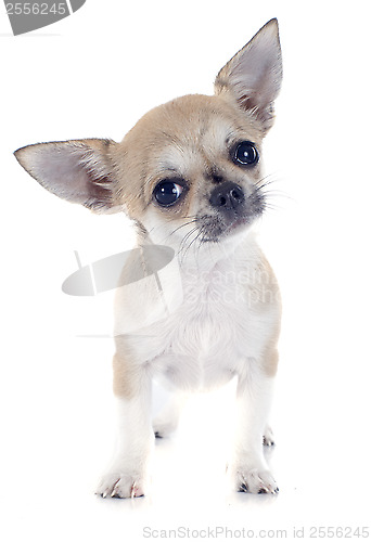 Image of puppy chihuahua