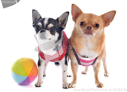 Image of chihuahuas